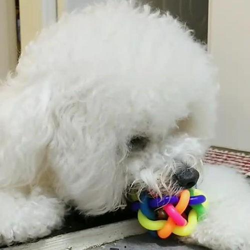 狗狗玩具视频,狗狗玩具视频大赏